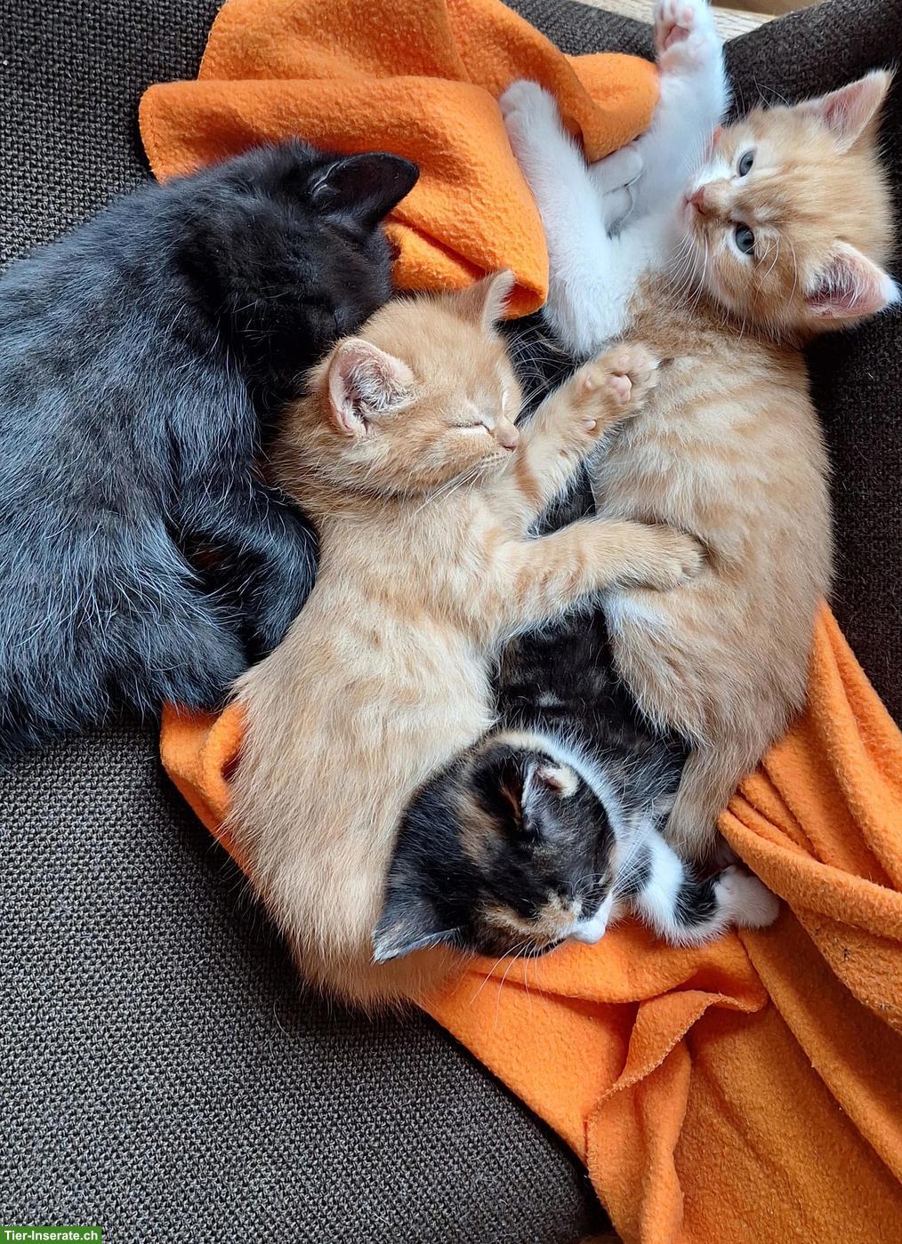 Bild 2: 4 süsse, junge Kätzchen, stubenrein & entwurmt