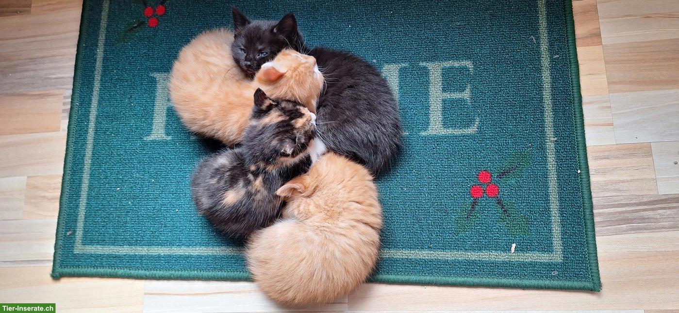 Bild 3: 4 süsse, junge Kätzchen, stubenrein & entwurmt