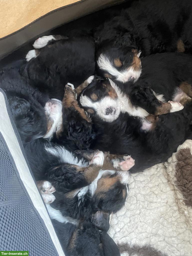 Berner Sennenhund Welpen vom Bauernhof