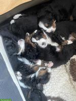 Berner Sennenhund Welpen vom Bauernhof