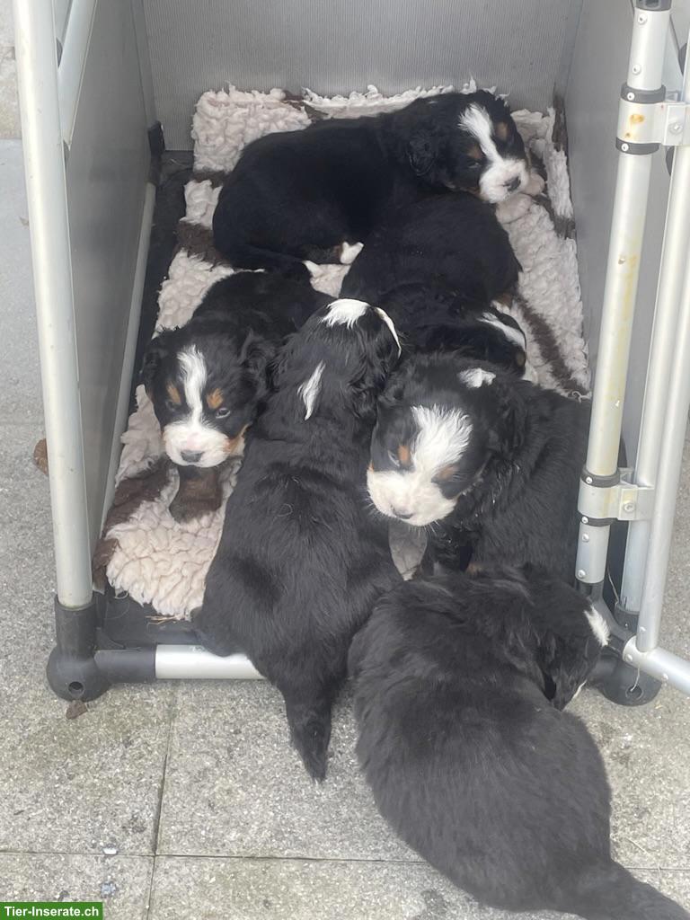 Bild 2: Berner Sennenhund Welpen vom Bauernhof