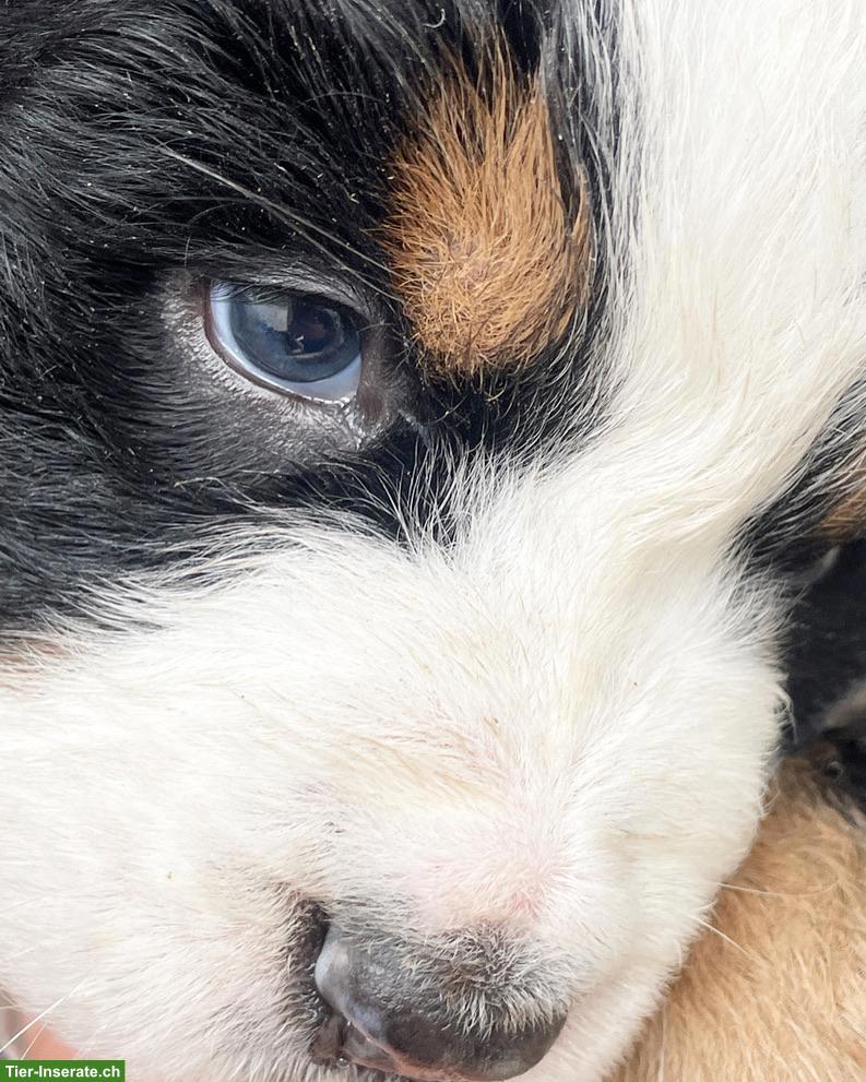 Bild 3: Berner Sennenhund Welpen vom Bauernhof