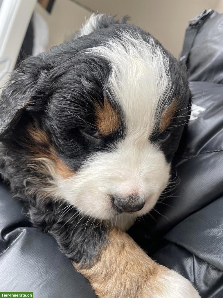 Bild 4: Berner Sennenhund Welpen vom Bauernhof