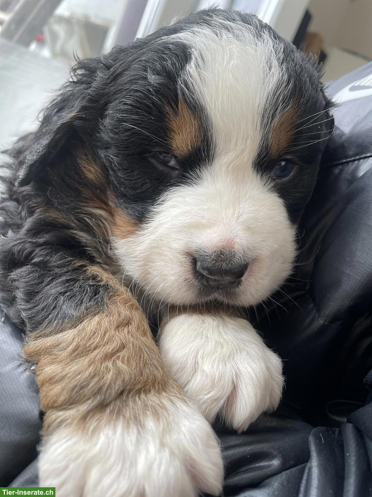 Bild 5: Berner Sennenhund Welpen vom Bauernhof