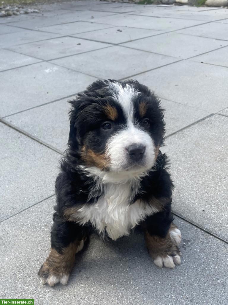 Bild 6: Berner Sennenhund Welpen vom Bauernhof
