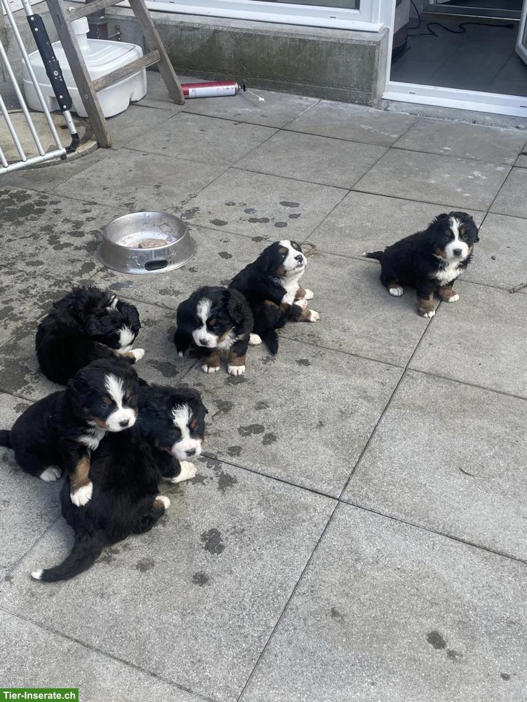 Bild 7: Berner Sennenhund Welpen vom Bauernhof