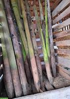 Holzpfähle gratis abzugeben