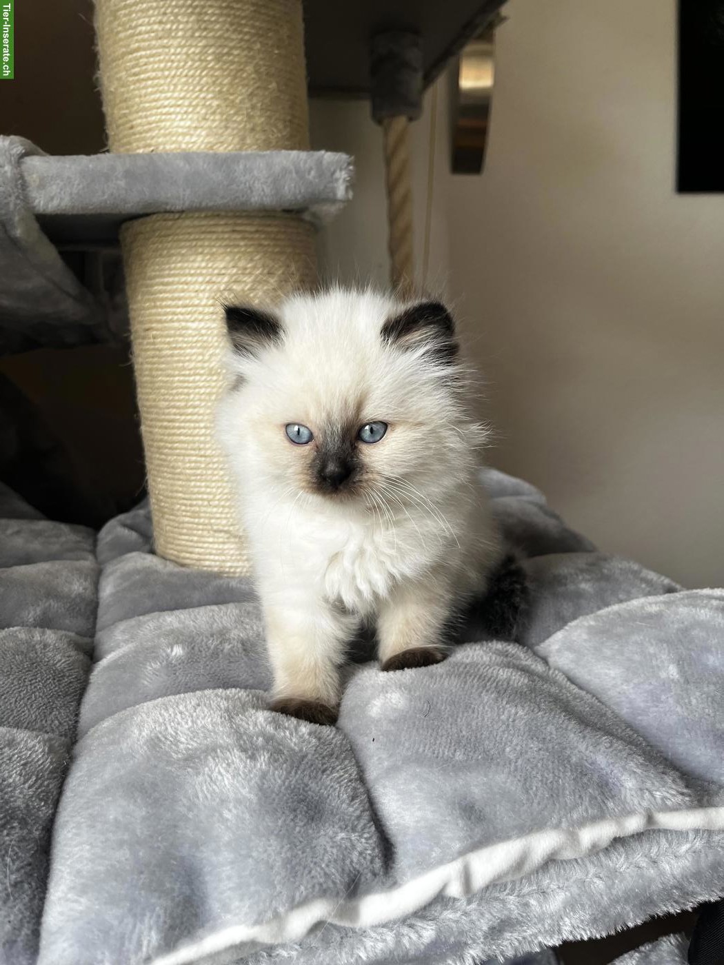 Birma Kitten, weiblich sucht ein neues Zuhause