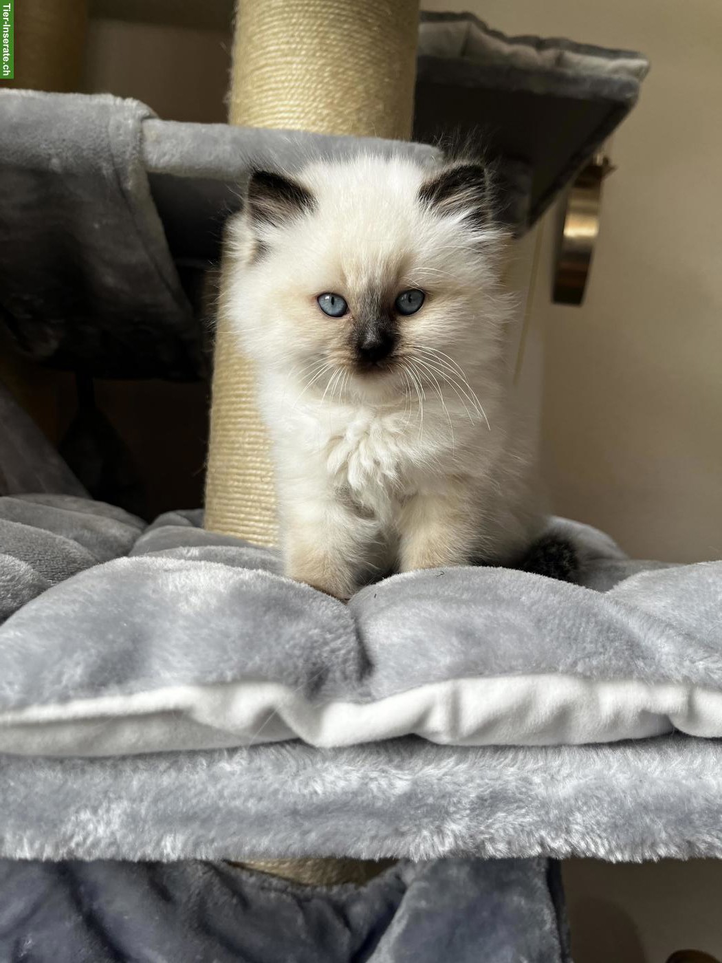 Bild 2: Birma Kitten, weiblich sucht ein neues Zuhause