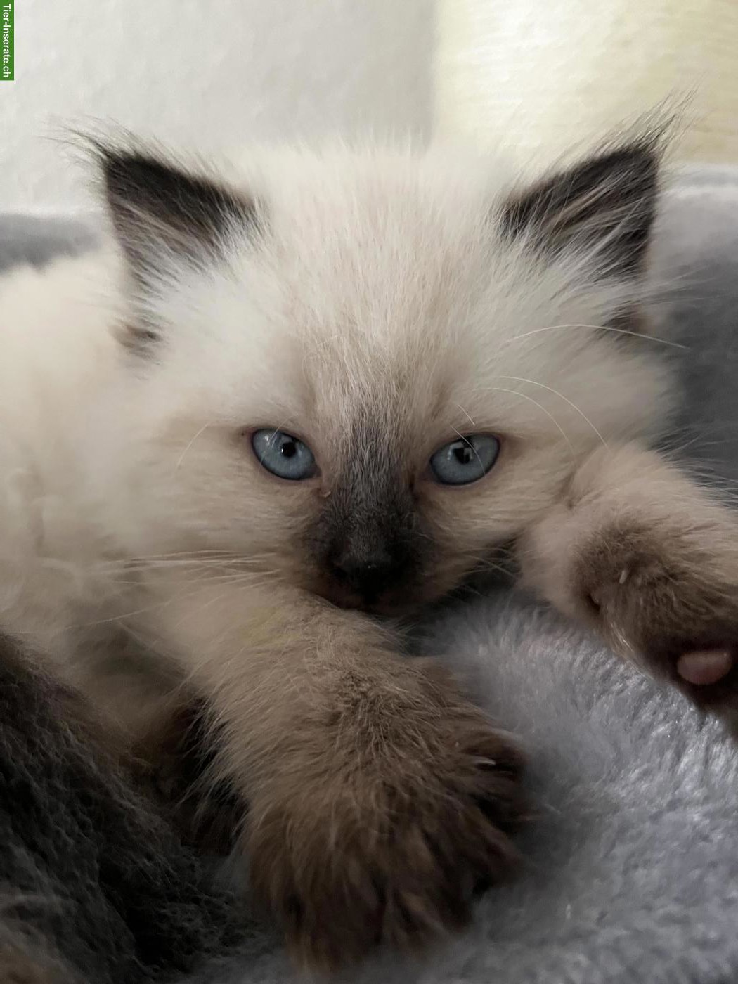 Bild 3: Birma Kitten, weiblich sucht ein neues Zuhause