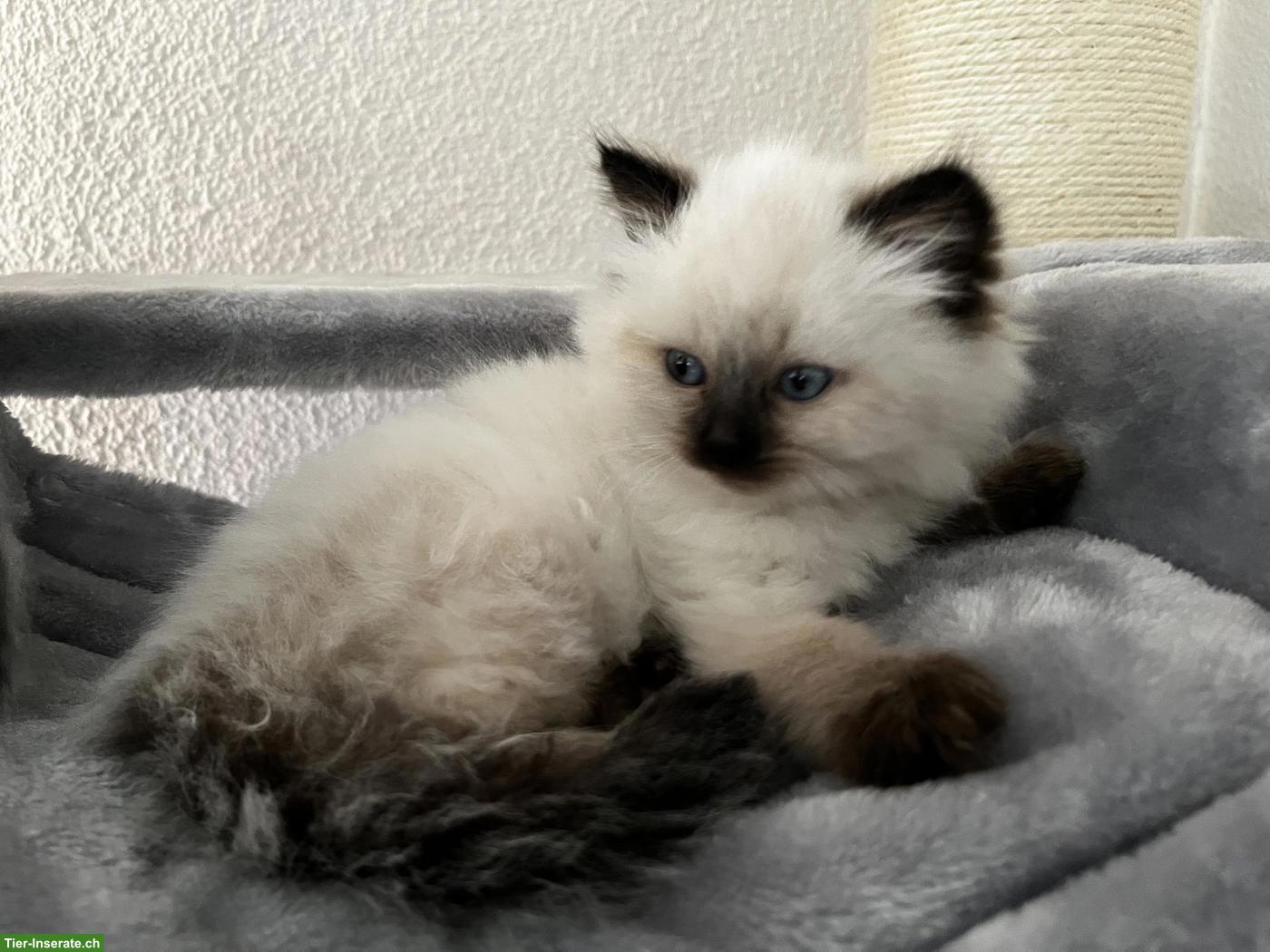 Bild 4: Birma Kitten, weiblich sucht ein neues Zuhause