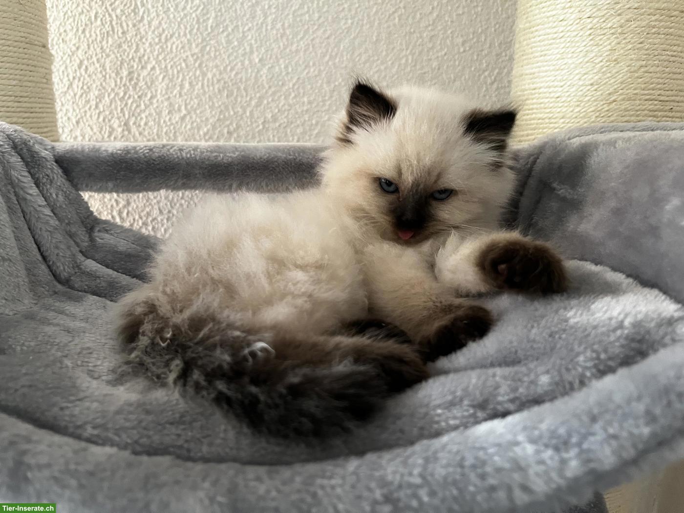 Bild 5: Birma Kitten, weiblich sucht ein neues Zuhause