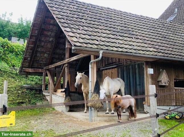 Pferd ans Futter gesucht für Offenstall