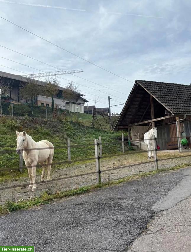 Bild 3: Pferd ans Futter gesucht für Offenstall