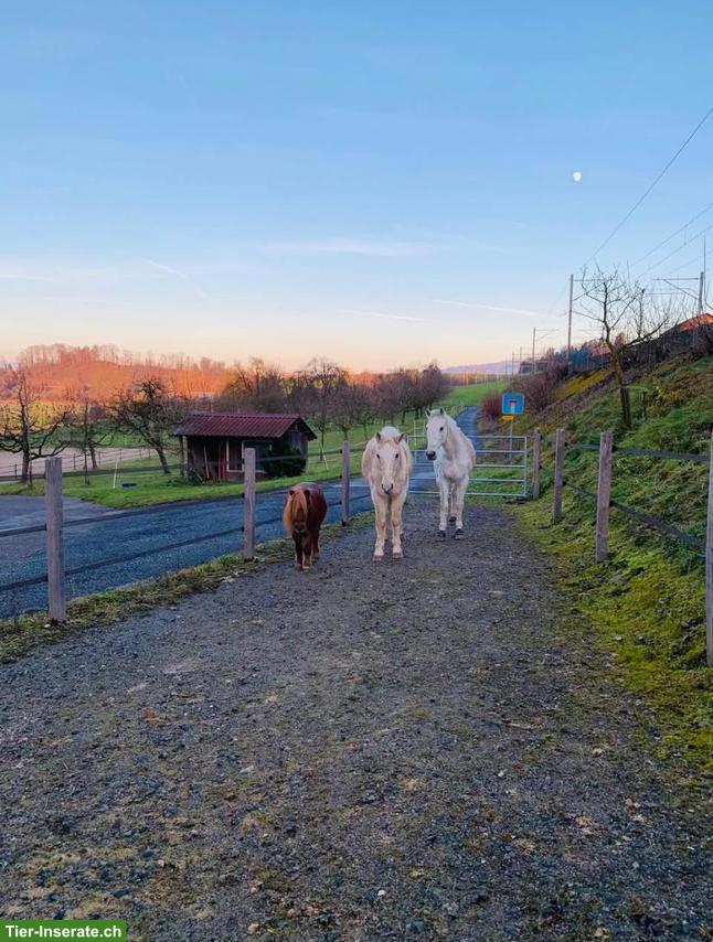 Bild 4: Pferd ans Futter gesucht für Offenstall