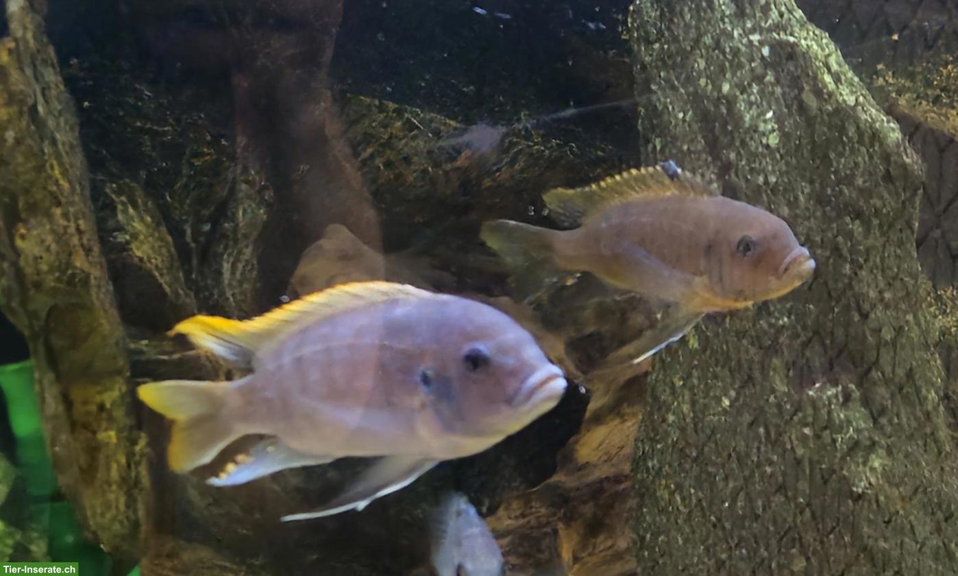 Malawi cichliden (m + w) in verschiedene Grössen