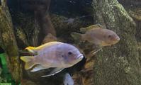 Malawi cichliden (m + w) in verschiedene Grössen
