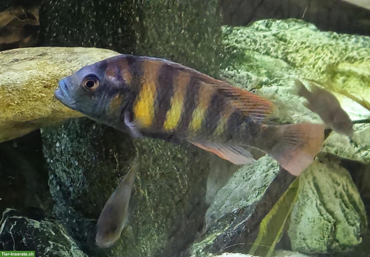 Bild 3: Malawi cichliden (m + w) in verschiedene Grössen