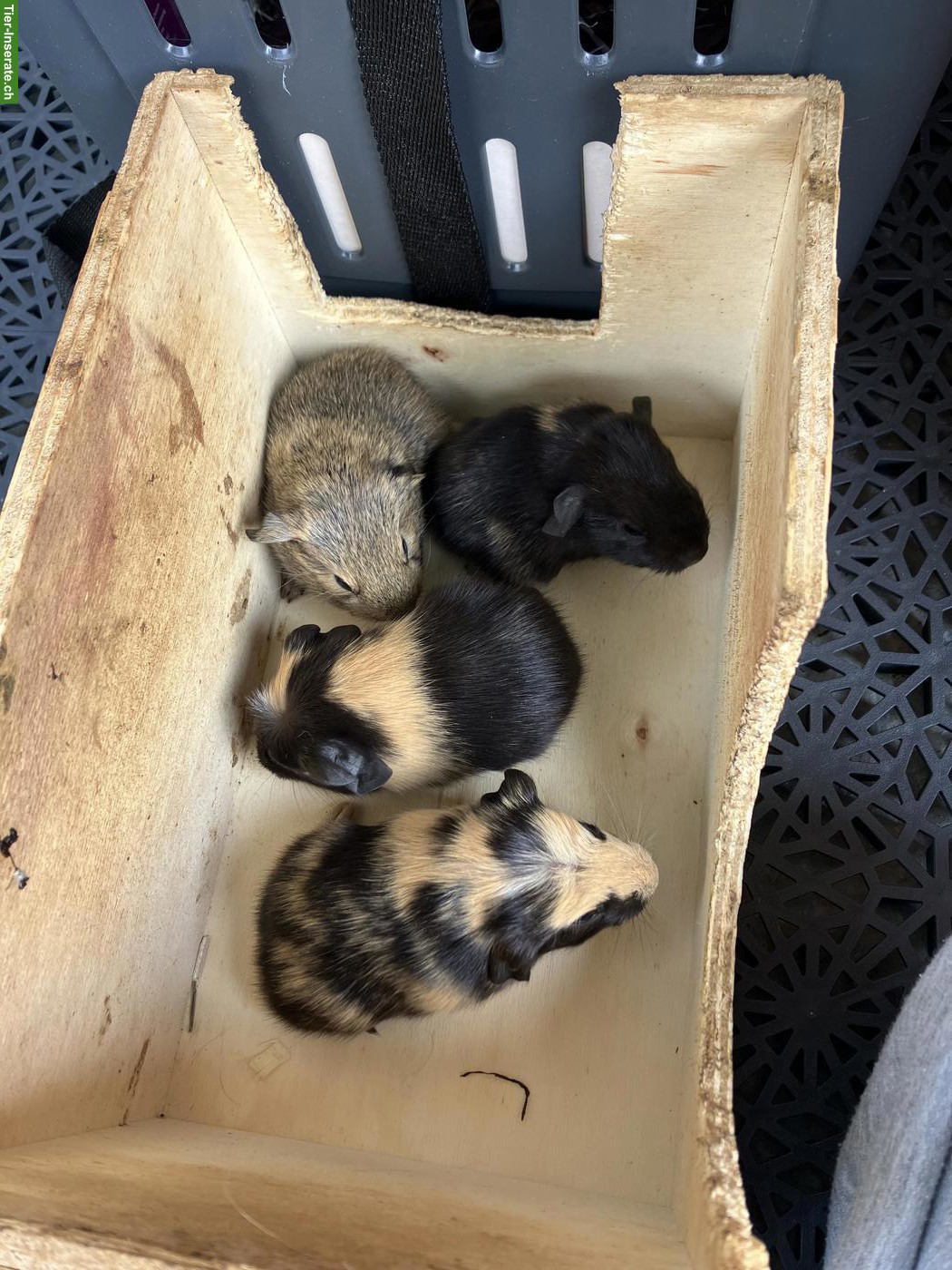 Schöne, farbige Meerschweinchen abzugeben