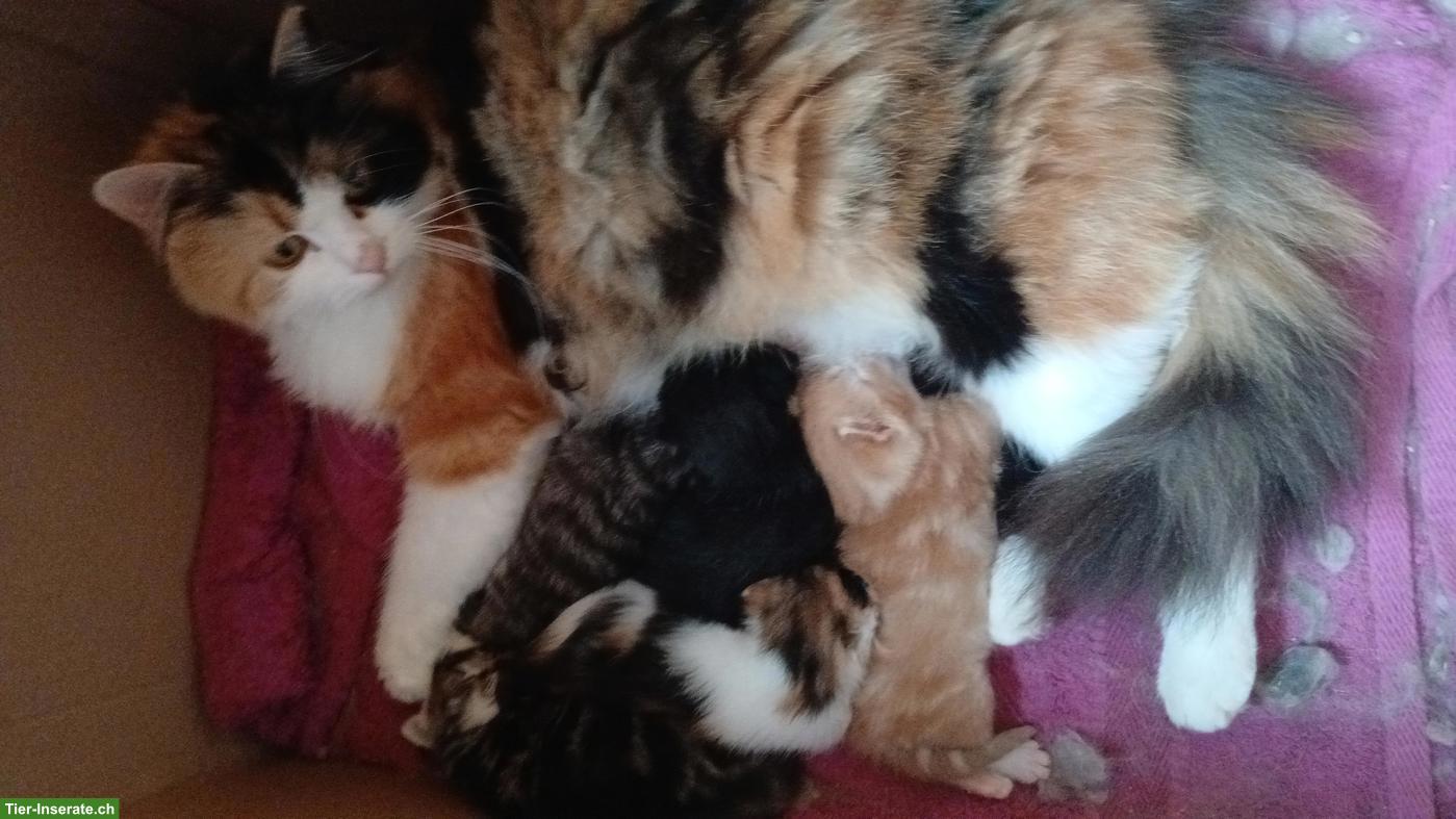 Herzige Norweger x Sibirische Waldkatze Mischlingskitten
