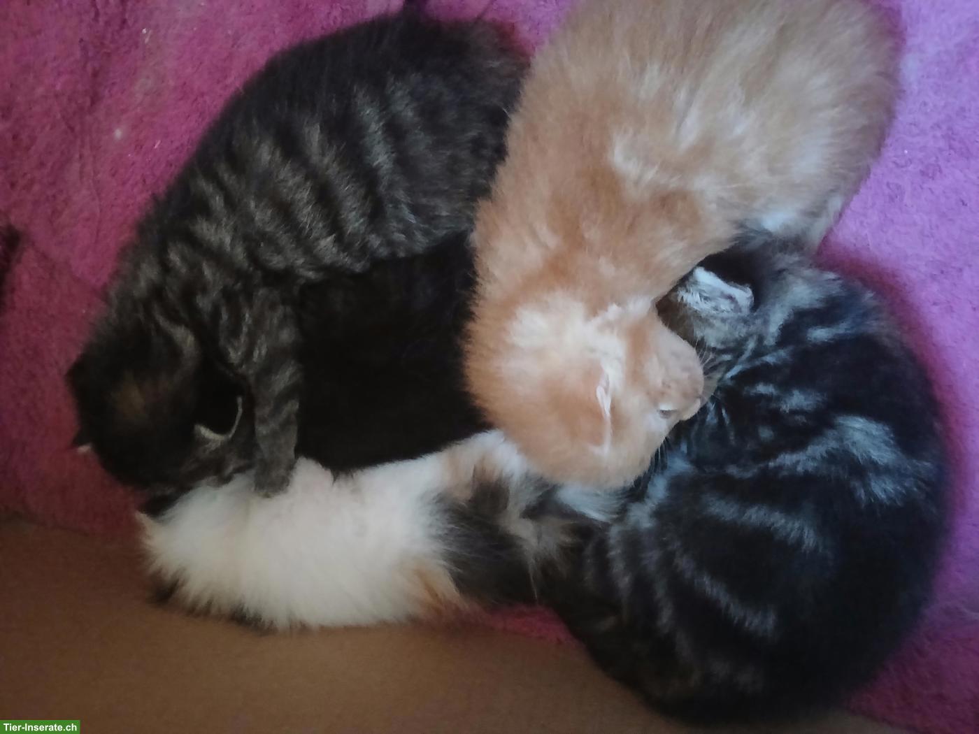 Bild 2: Herzige Norweger x Sibirische Waldkatze Mischlingskitten