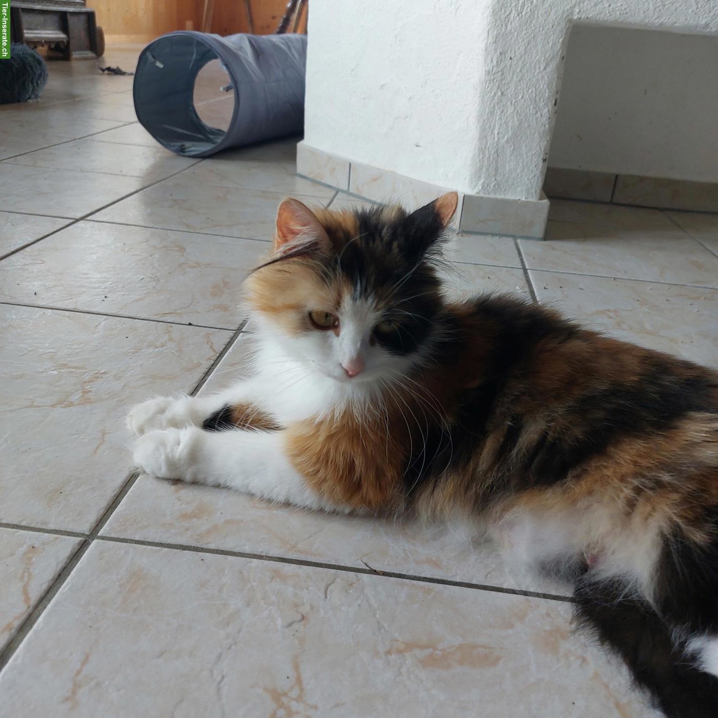 Bild 3: Herzige Norweger x Sibirische Waldkatze Mischlingskitten