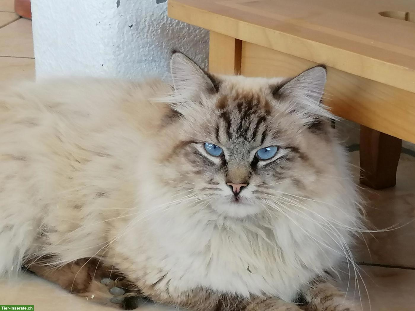 Bild 4: Herzige Norweger x Sibirische Waldkatze Mischlingskitten