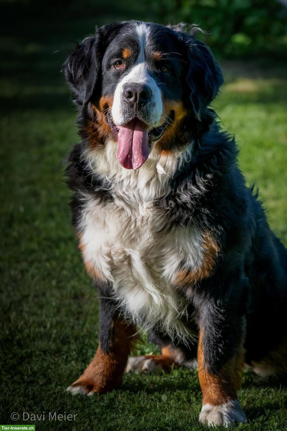 Berner Sennenhund Hündin sucht ruhiges Zuhause