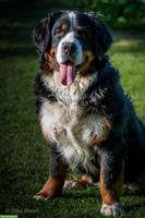 Berner Sennenhund Hündin sucht ruhiges Zuhause