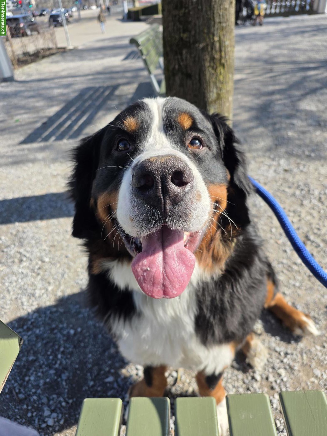 Bild 2: Berner Sennenhund Hündin sucht ruhiges Zuhause