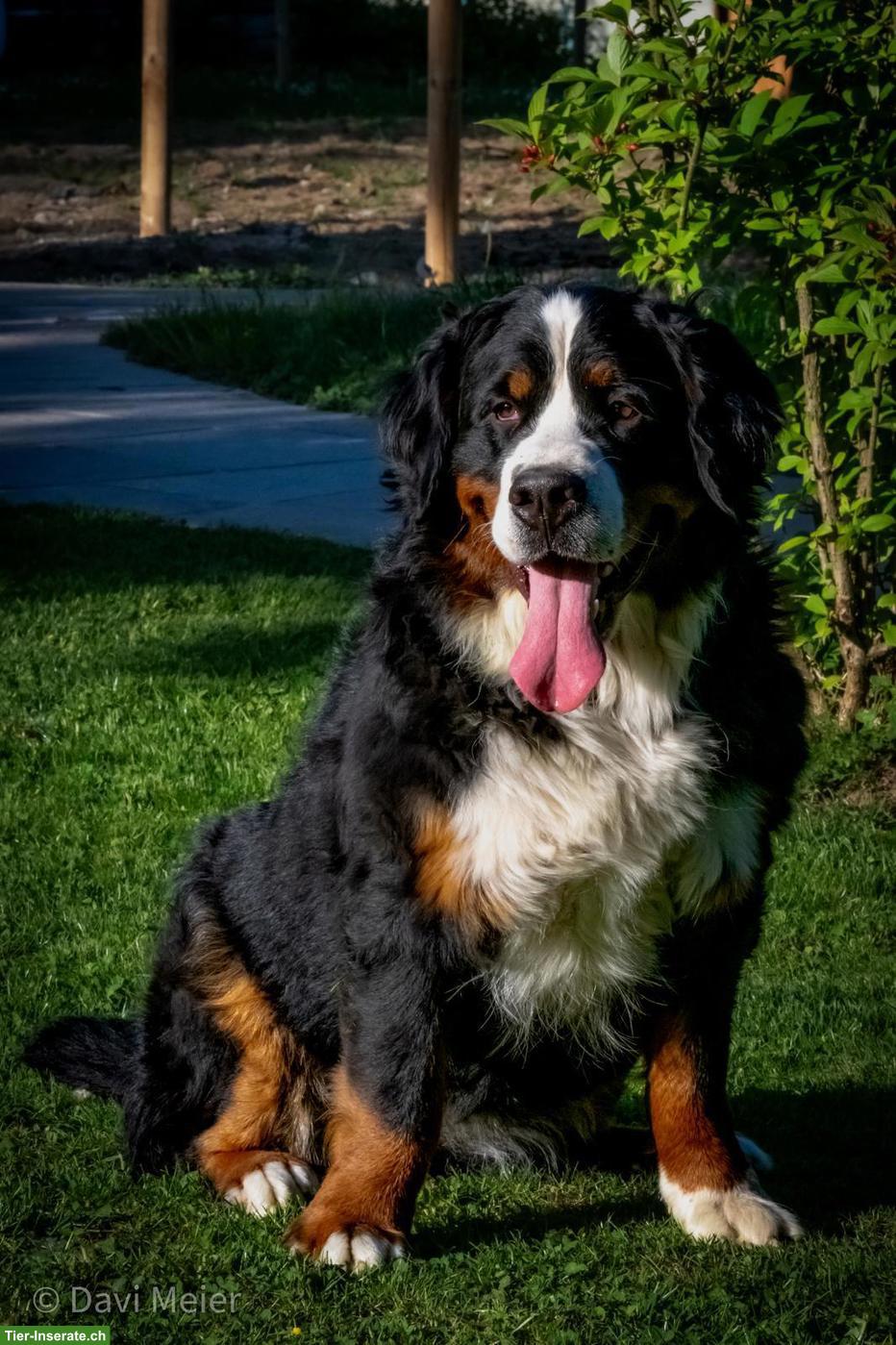Bild 3: Berner Sennenhund Hündin sucht ruhiges Zuhause