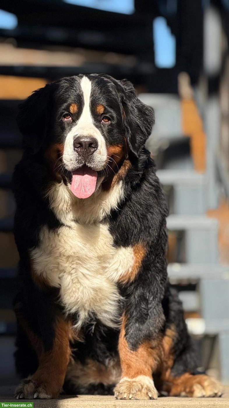 Bild 4: Berner Sennenhund Hündin sucht ruhiges Zuhause