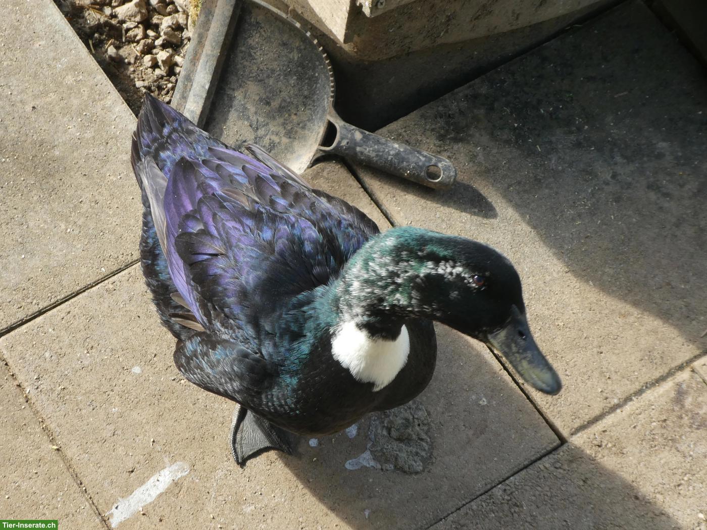 Schwarze Pommernente "Frida" zu verschenken
