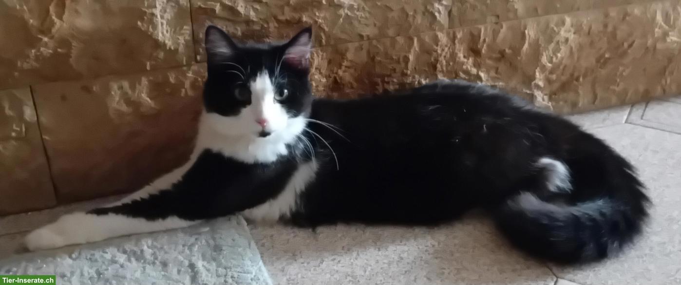 Bild 2: Wunderschöne Maine Coon Mix Kätzchen zu verkaufen