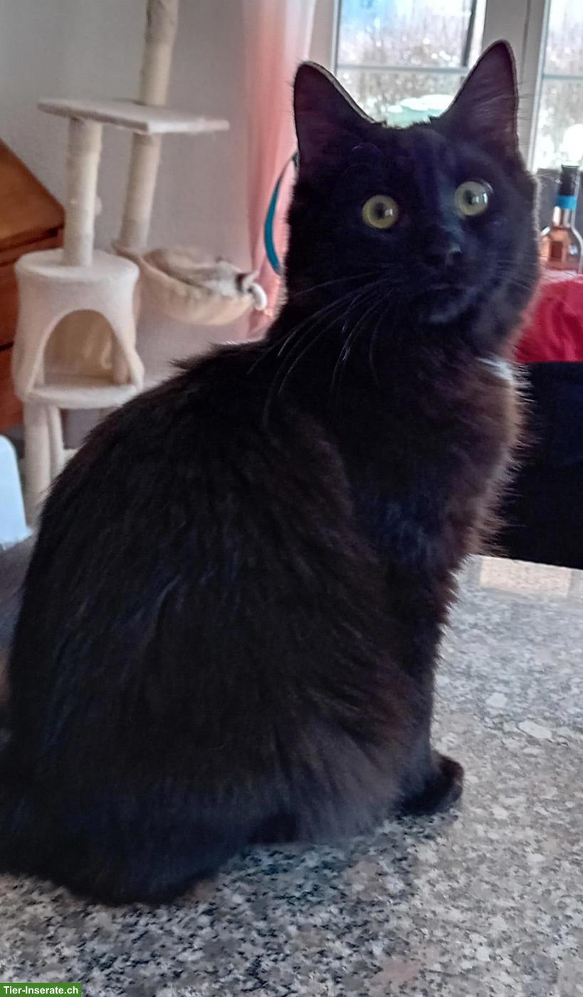 Bild 3: Wunderschöne Maine Coon Mix Kätzchen zu verkaufen