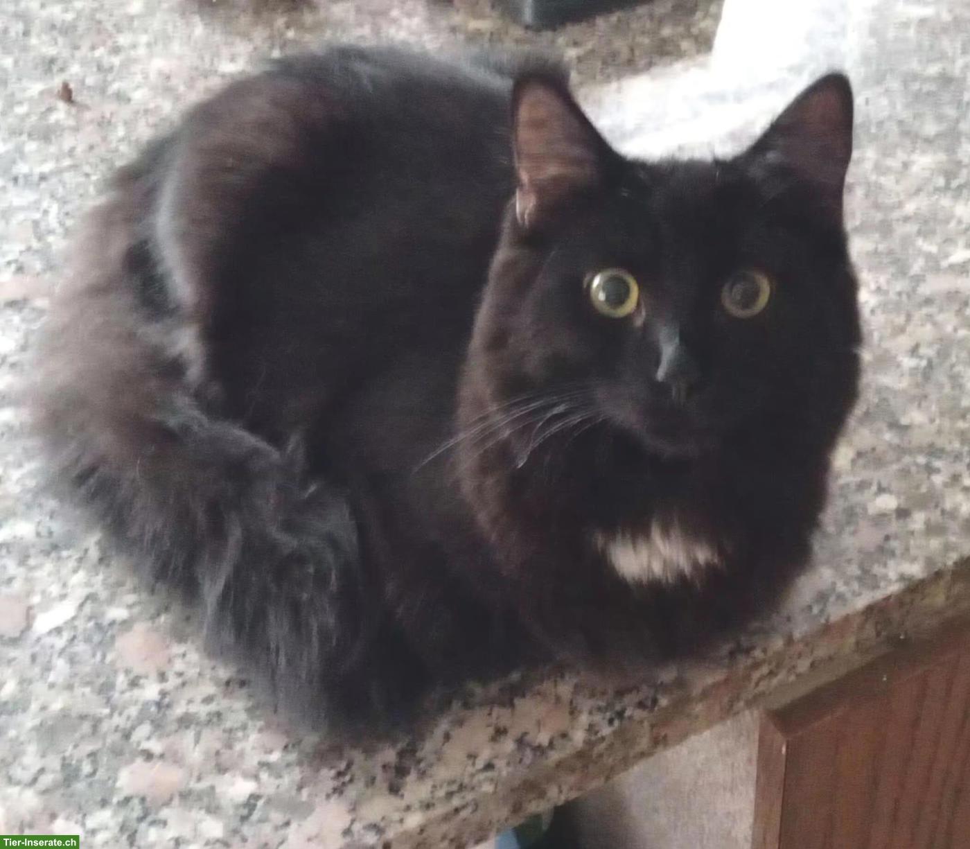 Bild 4: Wunderschöne Maine Coon Mix Kätzchen zu verkaufen