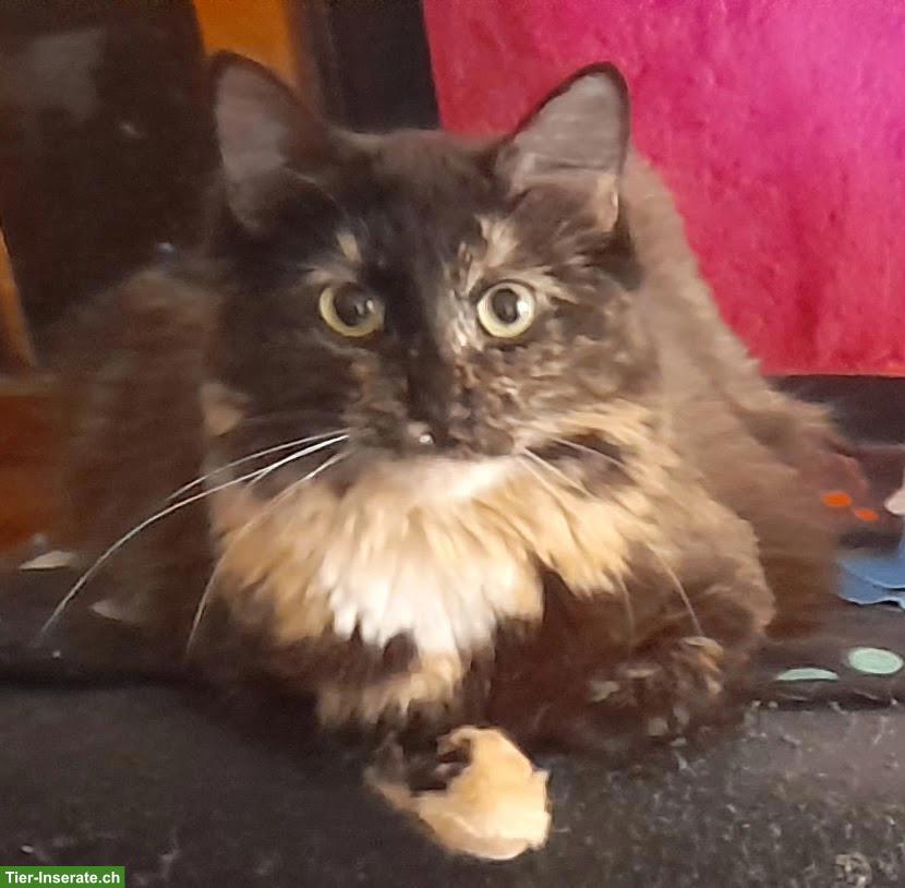 Bild 5: Wunderschöne Maine Coon Mix Kätzchen zu verkaufen