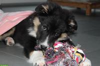 Suche Border Collie Welpen (Hündin) von "leichten" Eltern