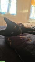 Junger schwarzer Kater abzugeben