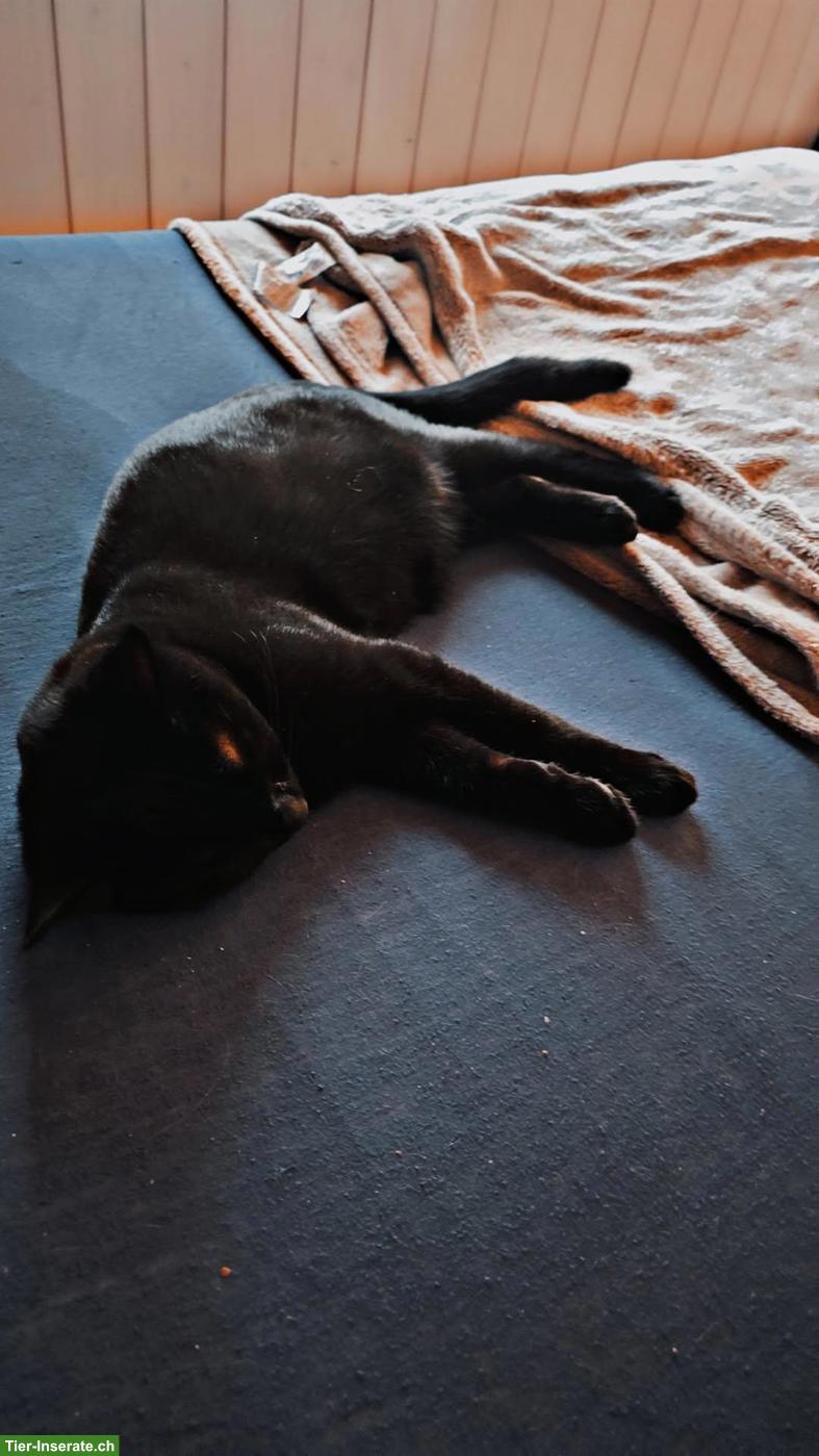 Bild 3: Junger schwarzer Kater abzugeben