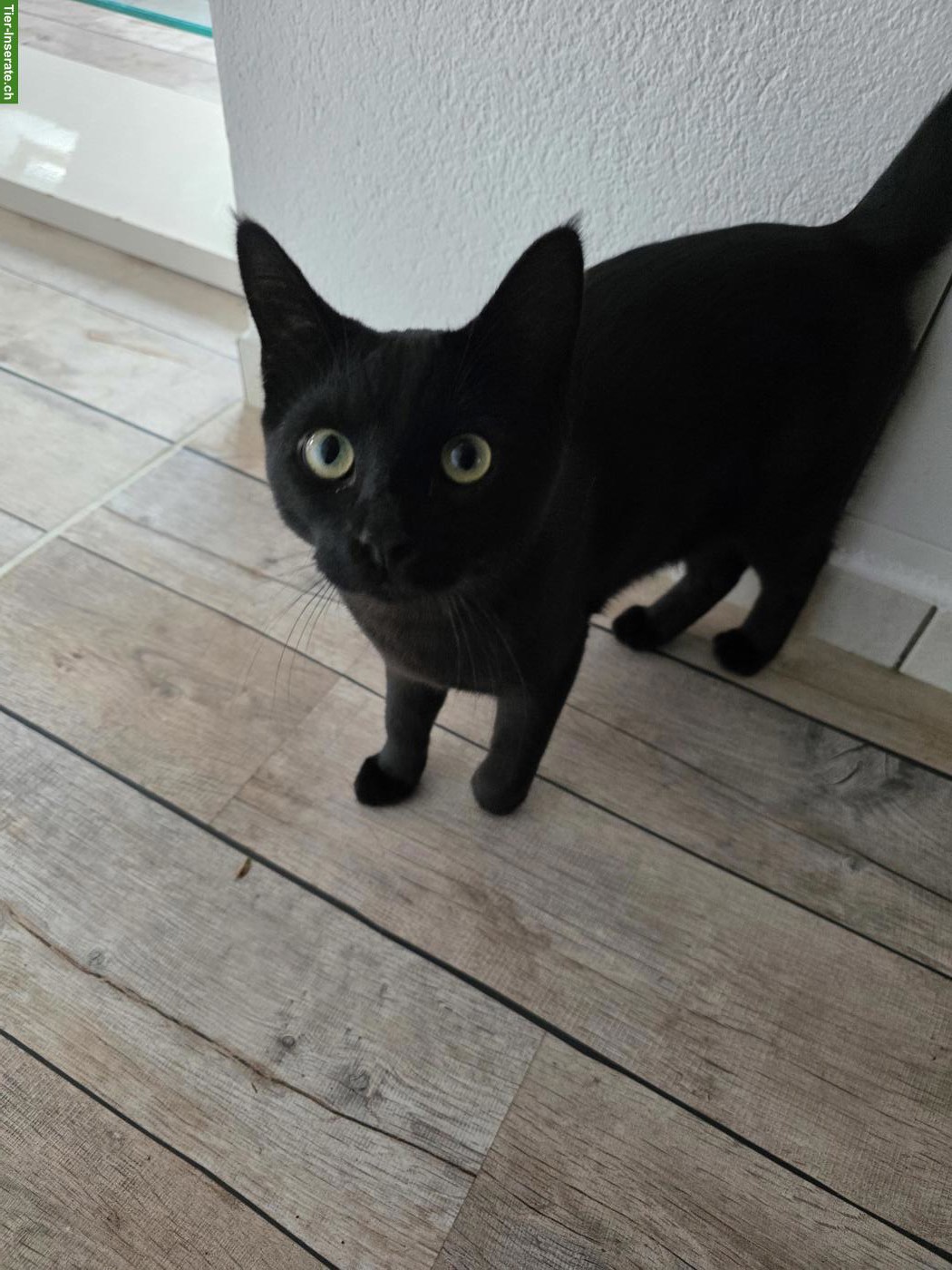 Bild 4: Junger schwarzer Kater abzugeben