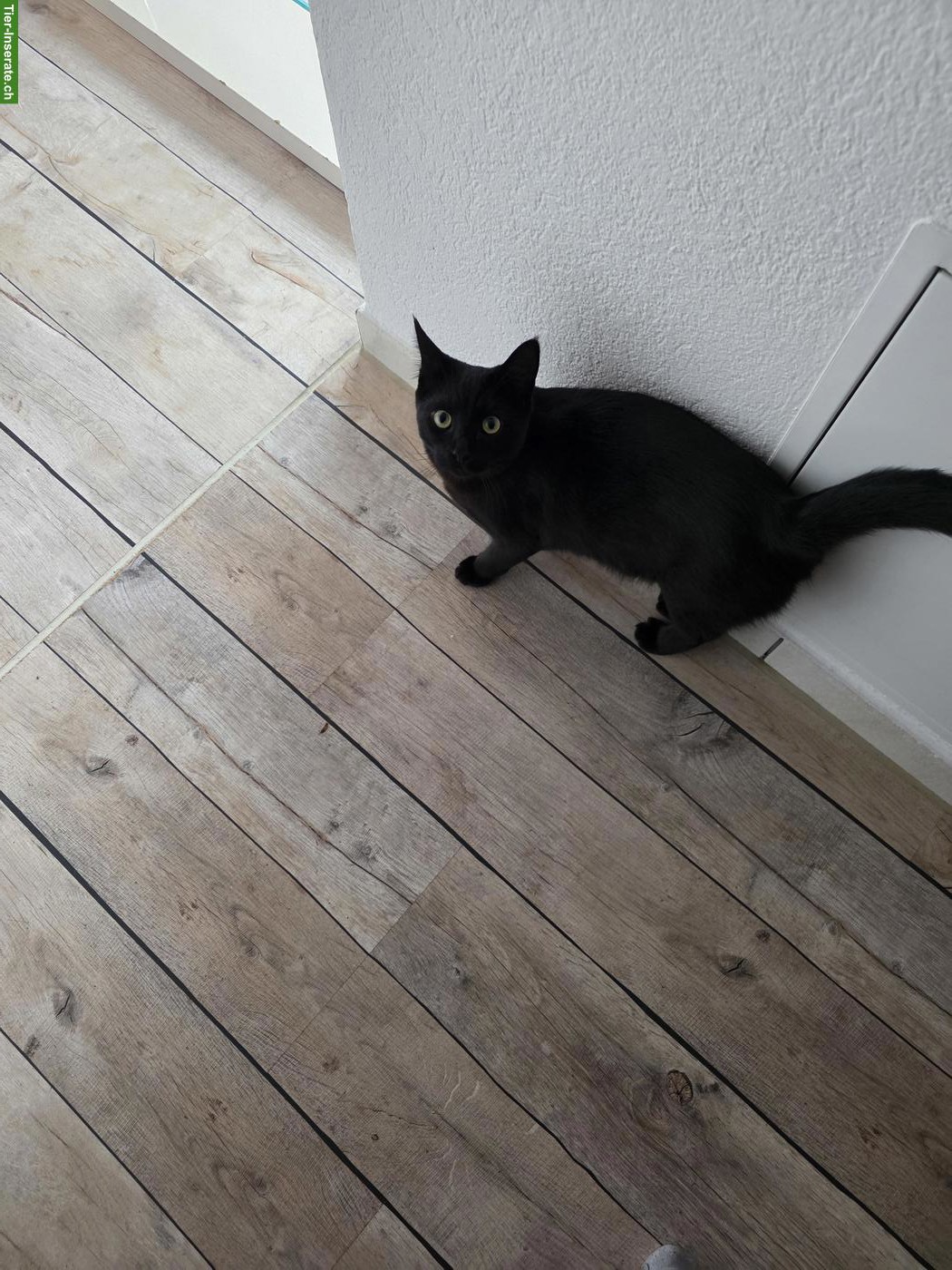 Bild 5: Junger schwarzer Kater abzugeben