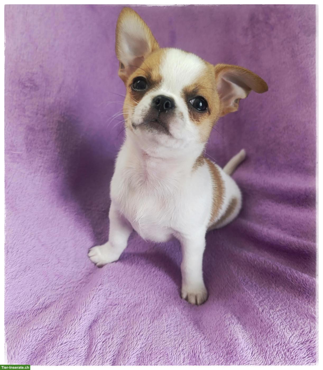 Bild 2: Chihuahua Rüde mit Ahnentafel aus seriöser Zucht im Verein