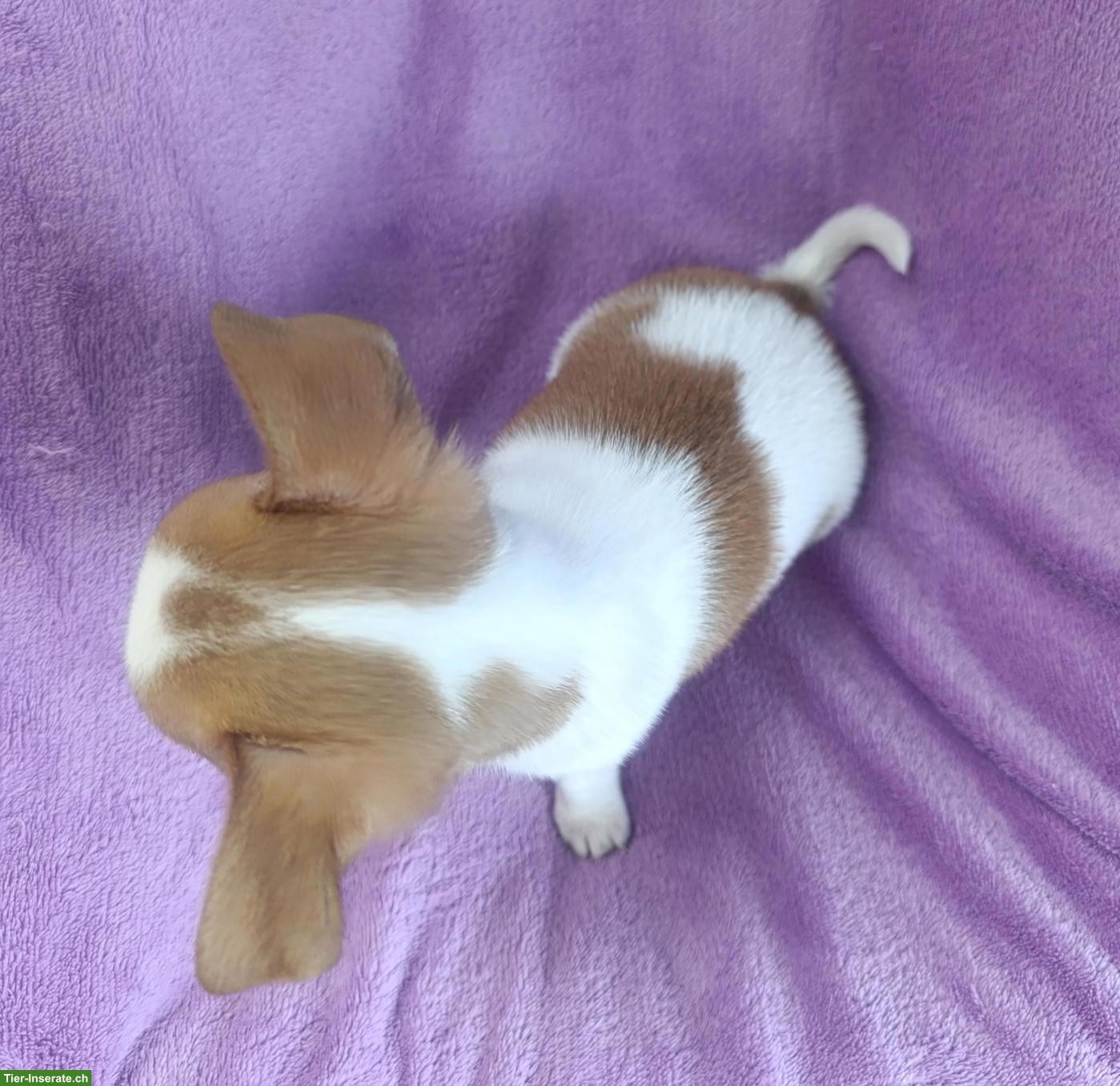 Bild 3: Chihuahua Rüde mit Ahnentafel aus seriöser Zucht im Verein