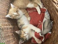 Süsse Baby Kätzchen, rot & dreifarbig
