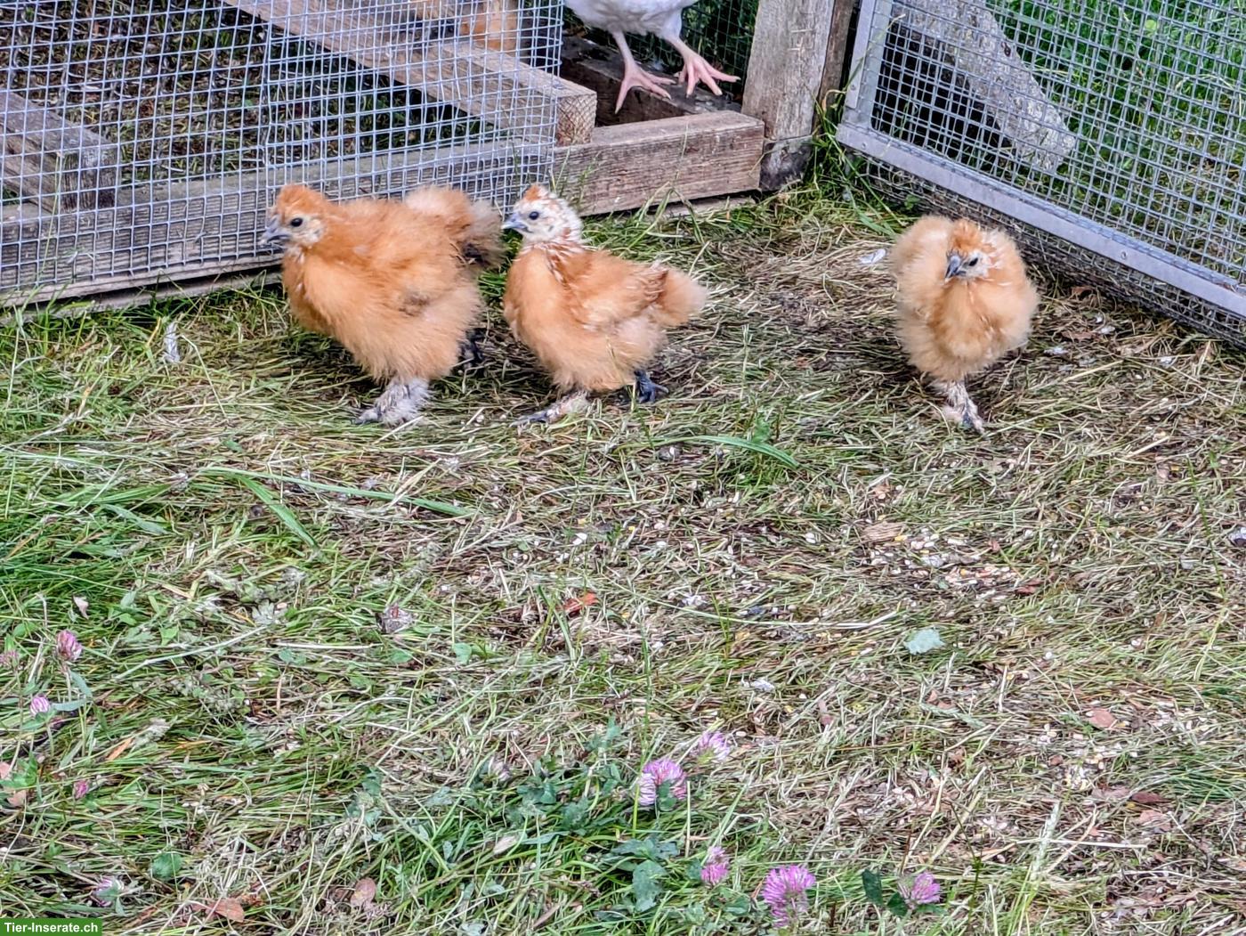 Gelbe Seidenhuhn-Küken zu verkaufen, aus Naturbrut
