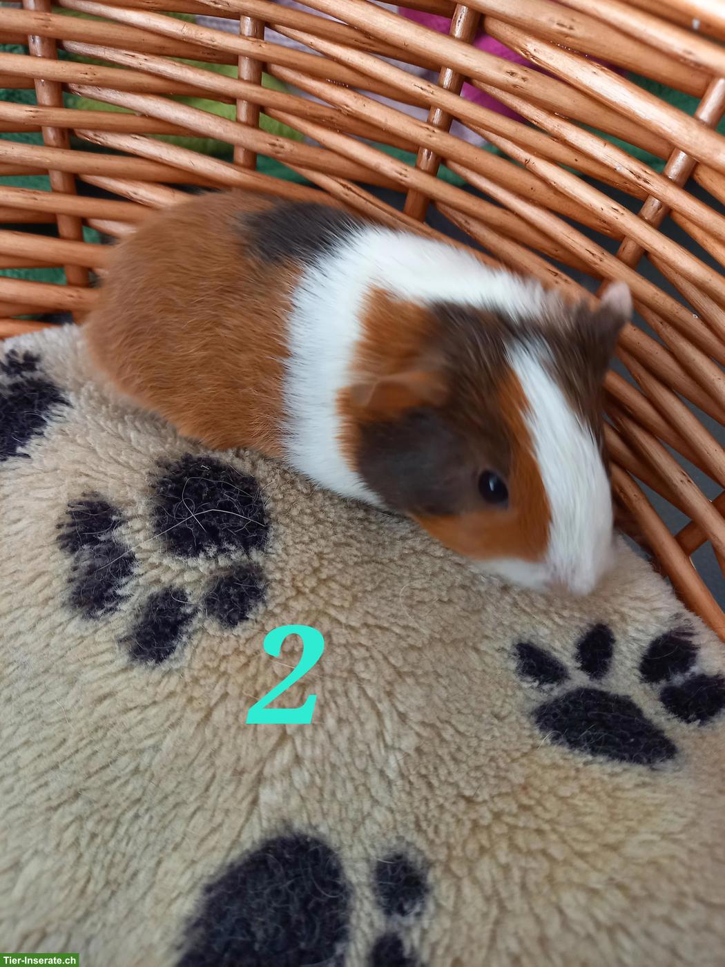 Junge Meerschweinchen Frühkastrate