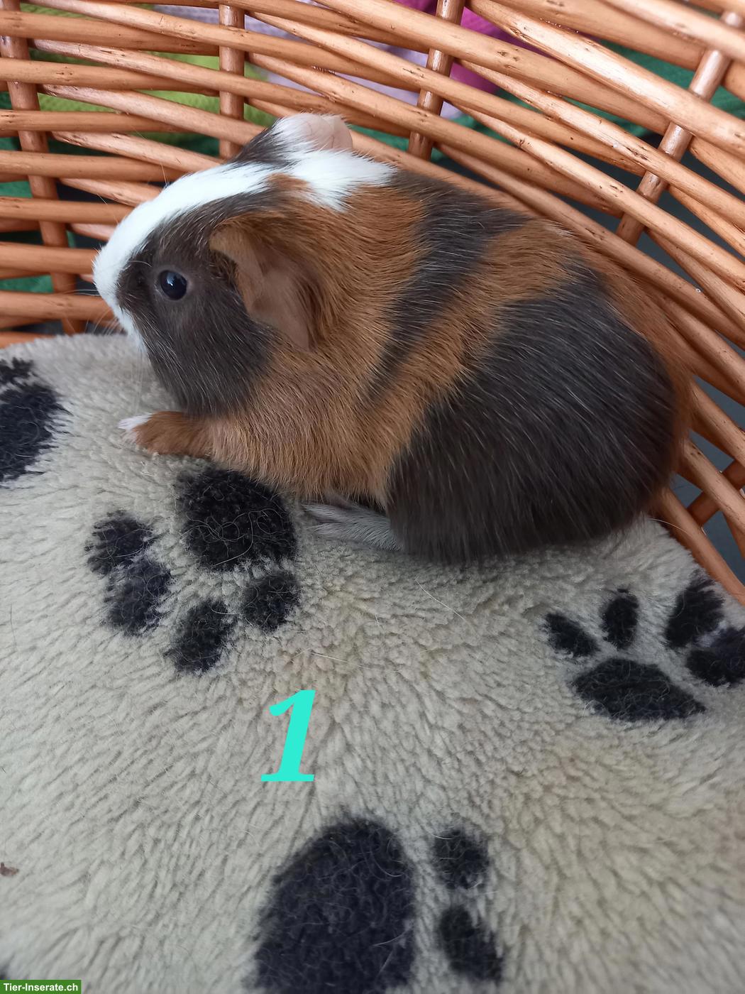 Bild 2: Junge Meerschweinchen Frühkastrate