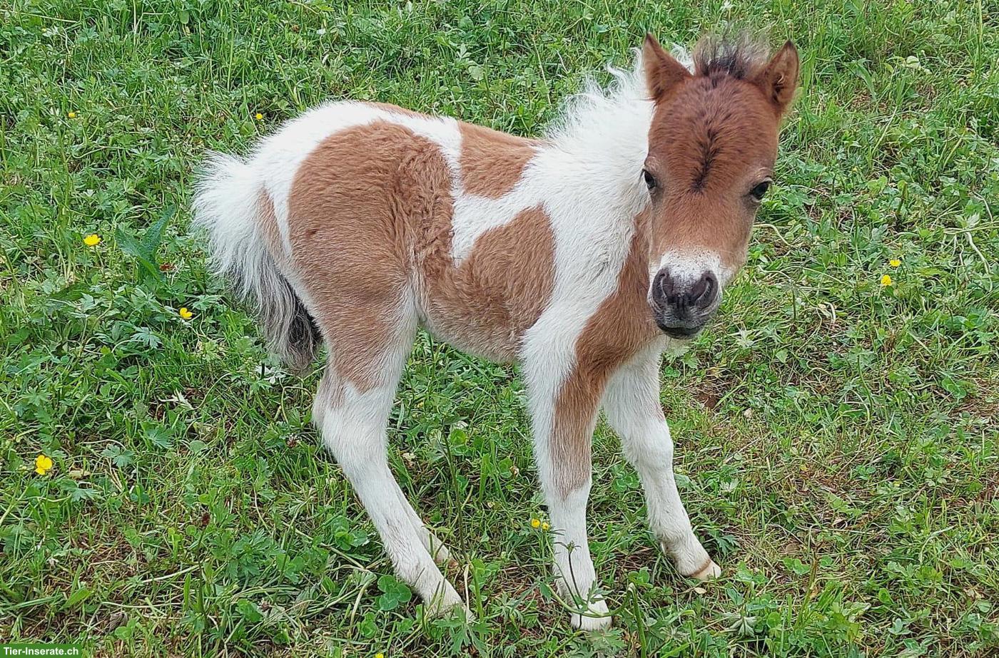 American Miniature Horses zu verkaufen