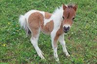 American Miniature Horses zu verkaufen